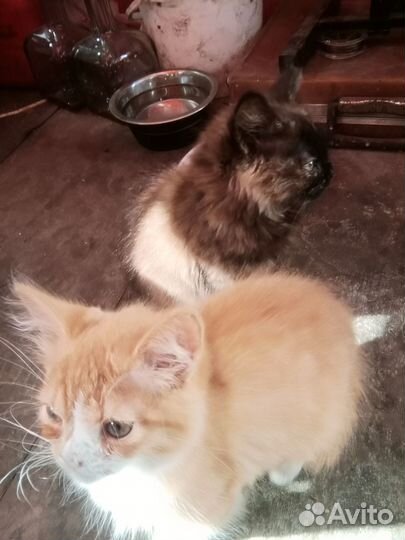 Котята в добрые руки