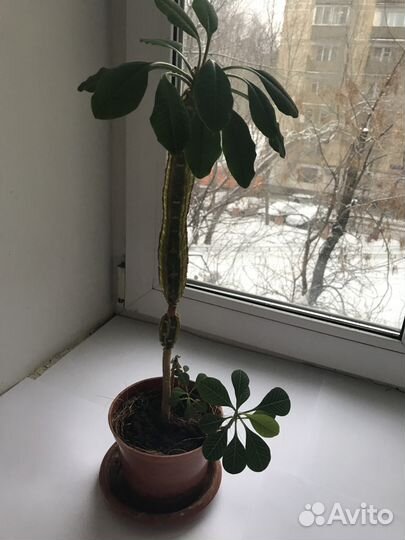 Растение комнатный цветок Молочай с отрост 68 см