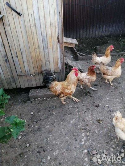 Цыплята Царскосельской породы