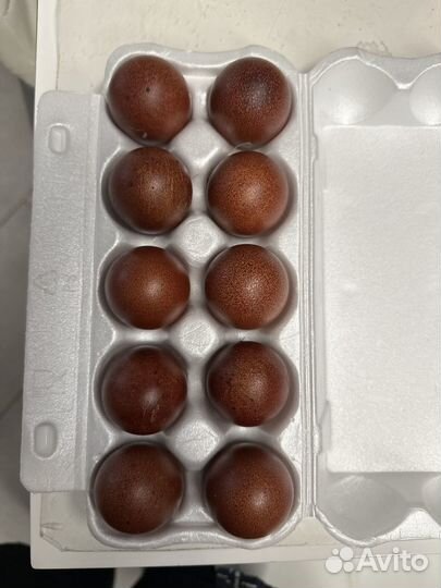 Инкубационные яйца маранов и малинов