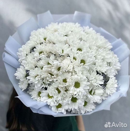 Хризантема