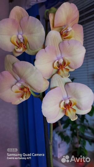 Орхидея Карина