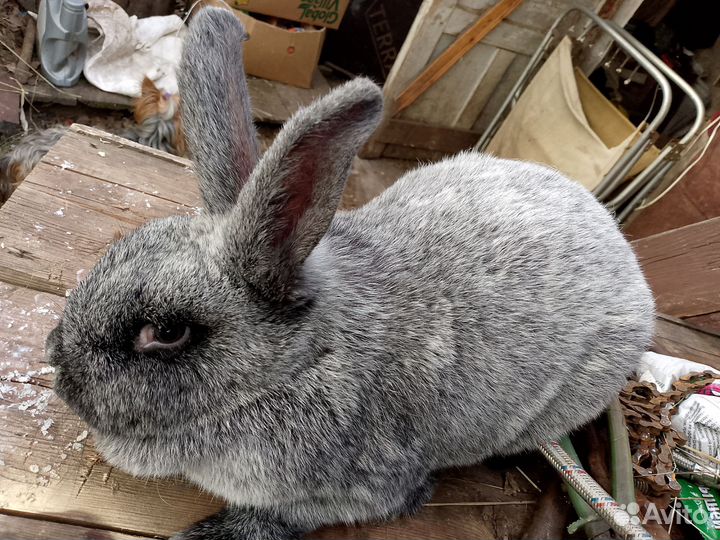 Кролики мясных пород Полтавское серебро