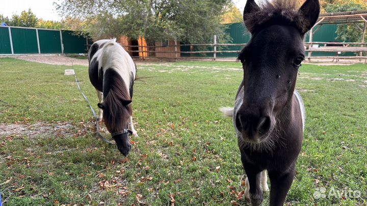 Продажа пони