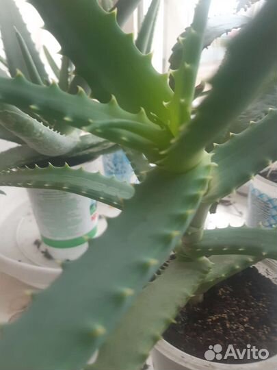 Алоэ, каланхое лечебное