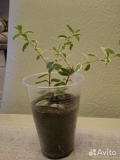 Мирт вариегатный мелколистный