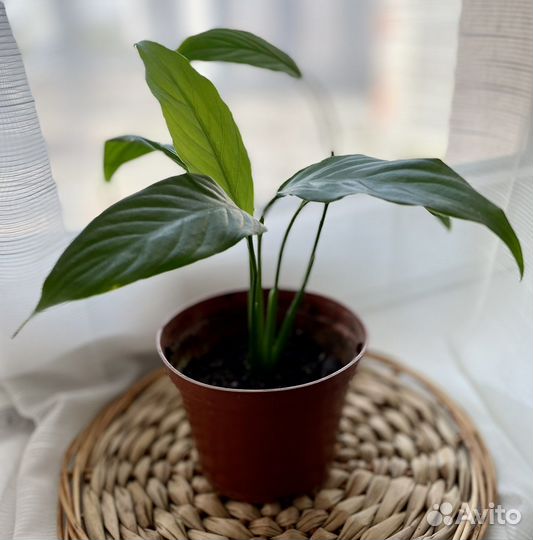 Спатифиллум «Женское счастье»