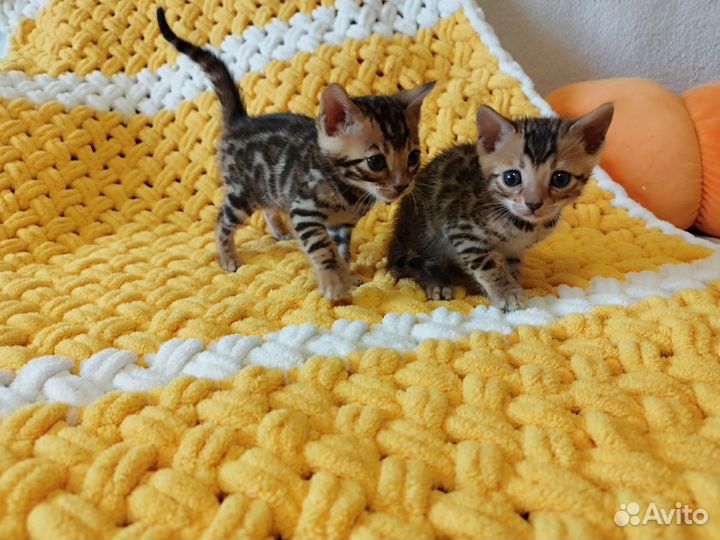 Бенгальские котята