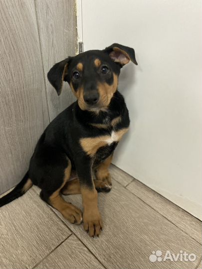 Щенок без имени. Некуда идти. В дар