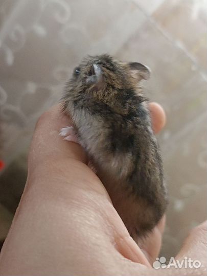 Джунгарский хомяк