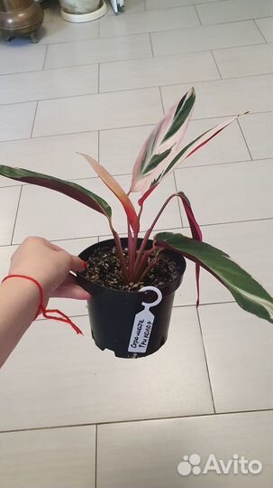 Комнатные цветы,монстеры,филодендроны,сингониум