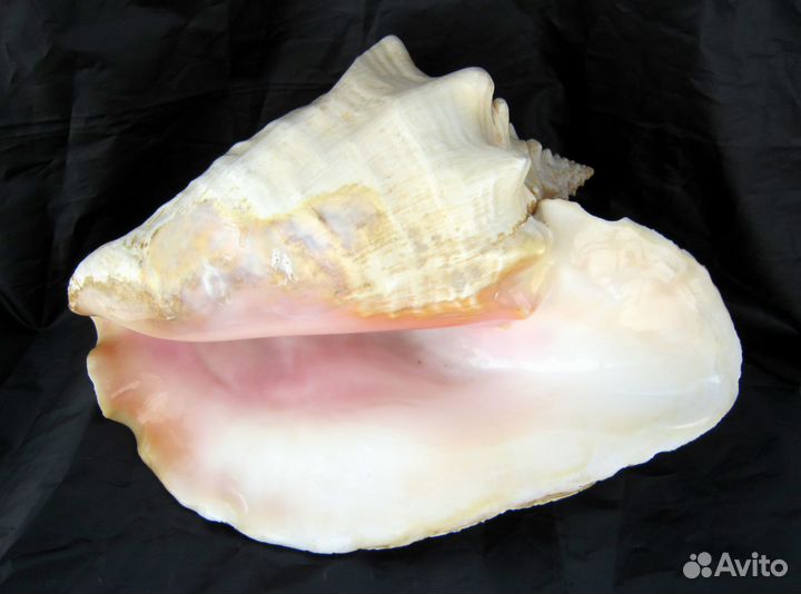 Большая морская раковина