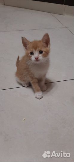 Котята отдам бесплатно