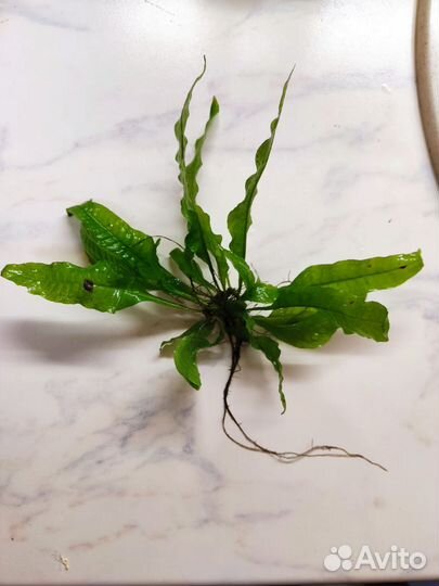 Водоросли для аквариума