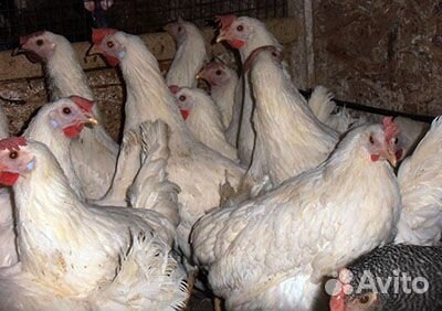 Куры несушки