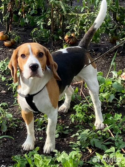 Собака в добрые руки бигль