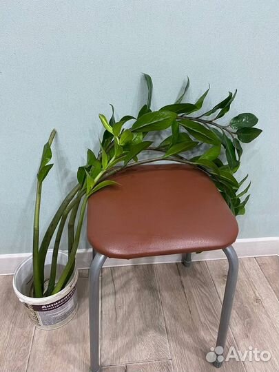 Замиокулькас