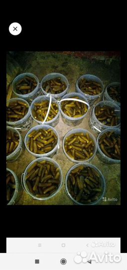 Огурцы соленые бочковые