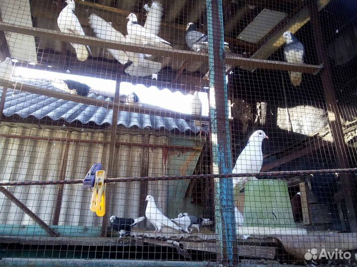 Продажа голубей
