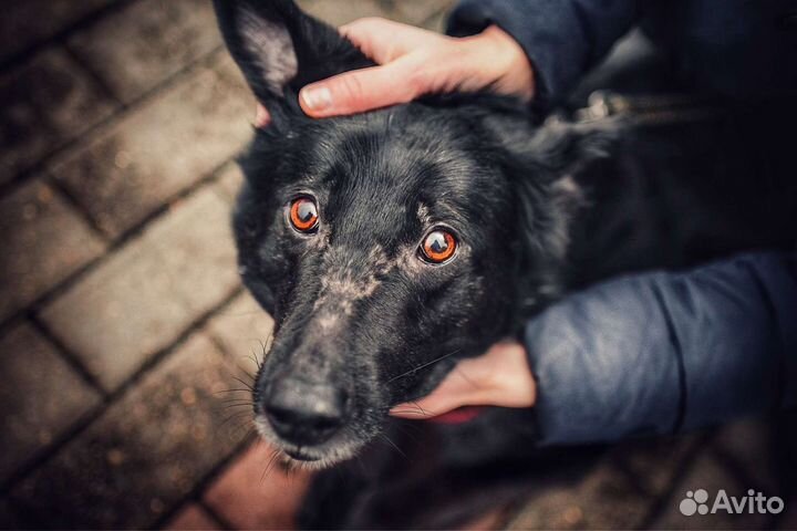 Собака в добрые руки