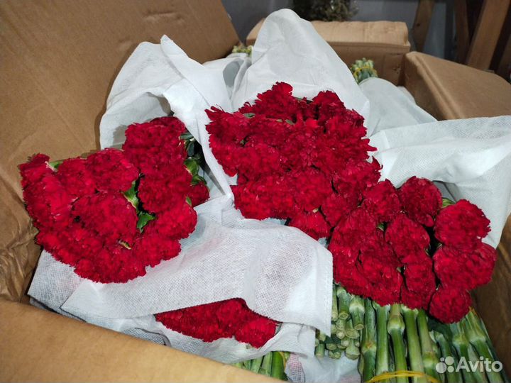 Гвоздика цветы