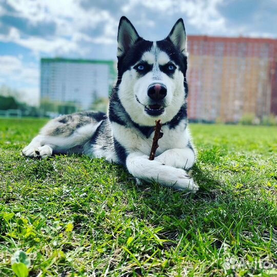 Вязка Хаски