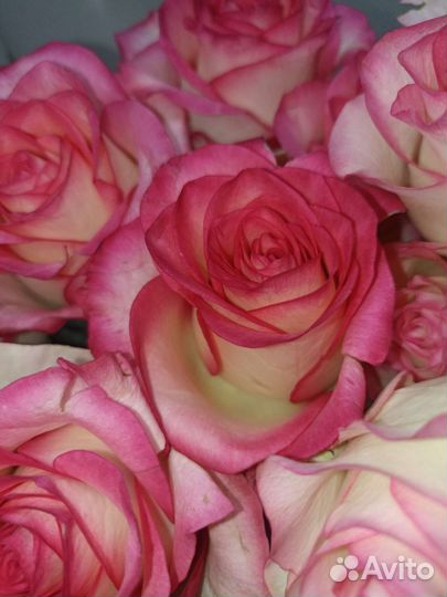 Роза на день днаний 1сентября