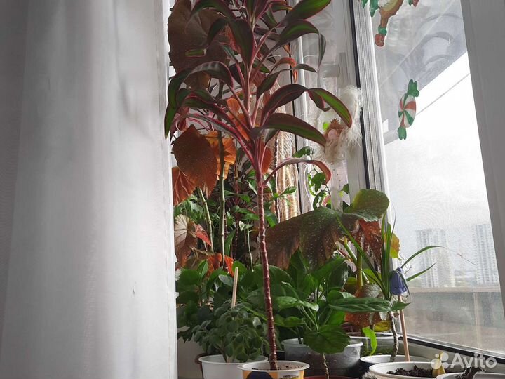 Пальма Карделина