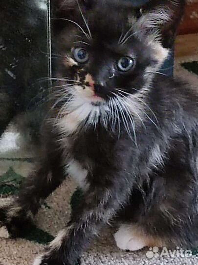 Котята 11.06.2023