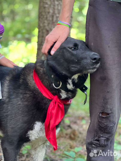 Метис лайки молодая девочка в дар