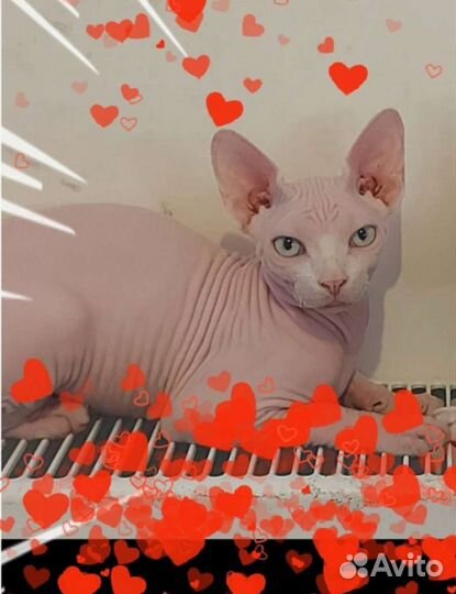 Канадский сфинкс вязка