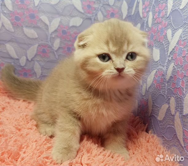 Золотые лиловые