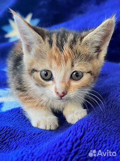 Трехцветные кошки на счастье