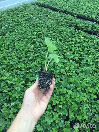 Рассада клубники Мурано