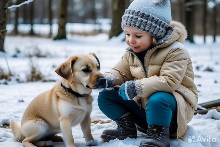 Кинолог. Дрессировка, воспитание собак