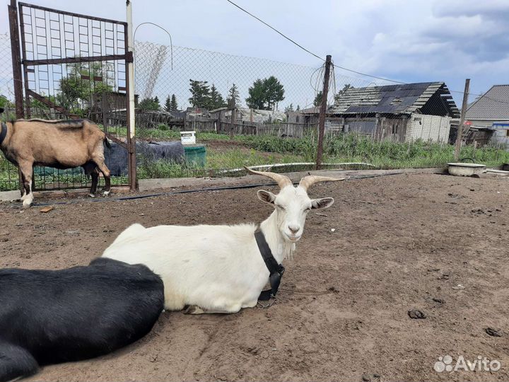 Козы дойные, Чешский козлик от высокоудойной козы