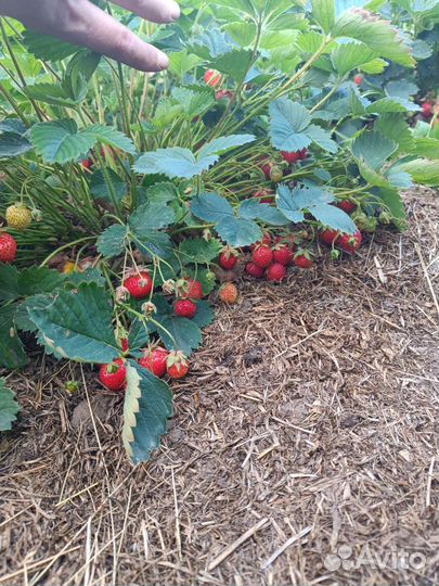 Клубника ремонтантная, рассада