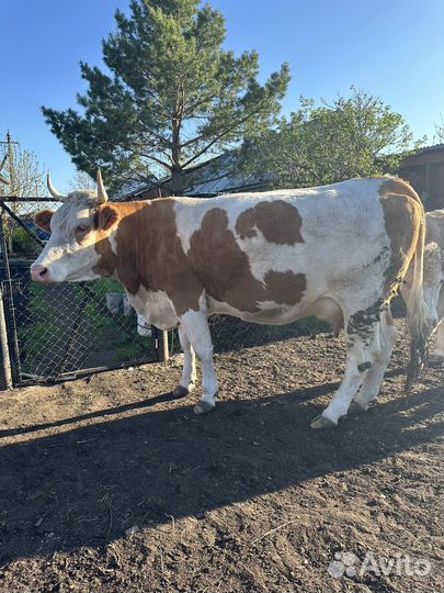 Корова стельная дойная