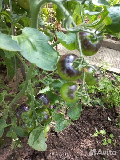 Черри и Балконное чудо рассада помидор томатов