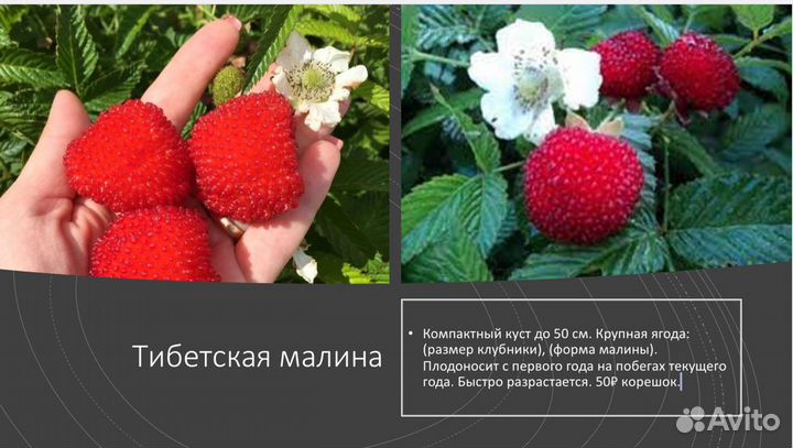 Саженцы многолетних