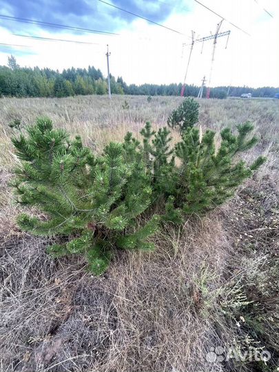 Сосна горная