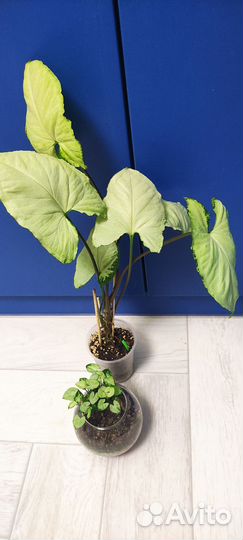 Сингониум Ангел Бэйби