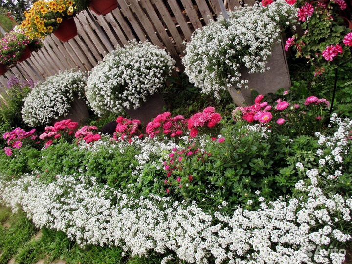 Алисиум многолетний