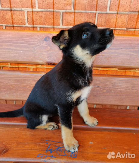 Собака щенок Варька помесь с овчаркой