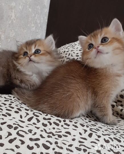 Британские котята золотая шиншилла