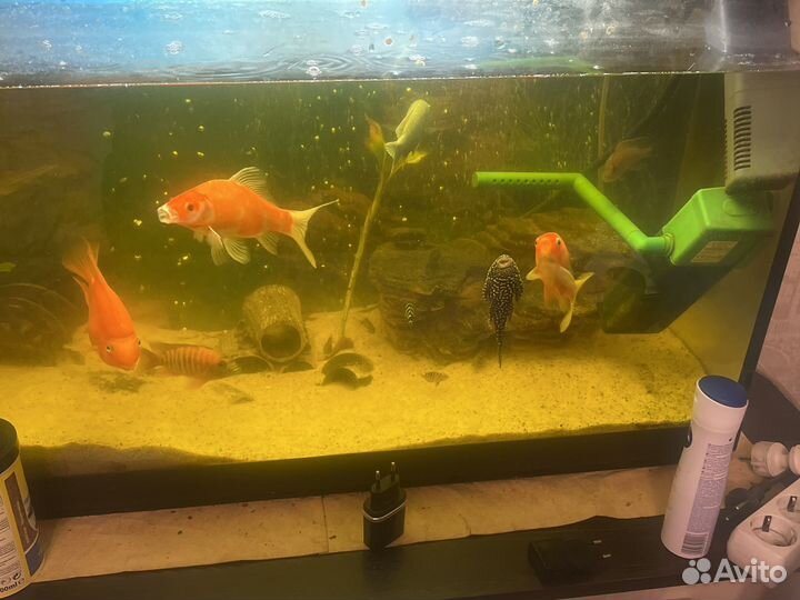 Аквариум с рыбами