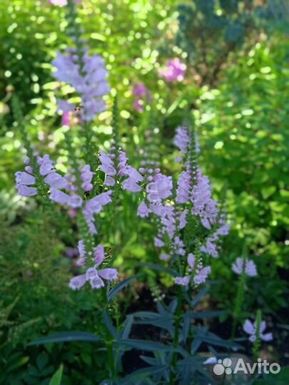 Астильба, розовые цветы, овсяница