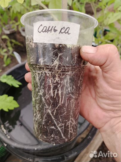 Рассада помидор, перцев