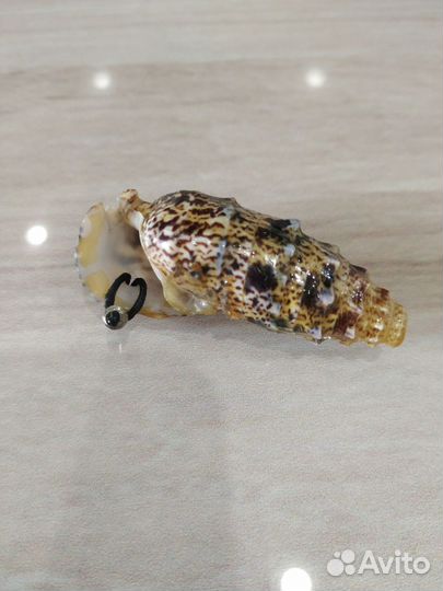 Морские ракушки морская звезда