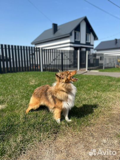 Щенки шелти